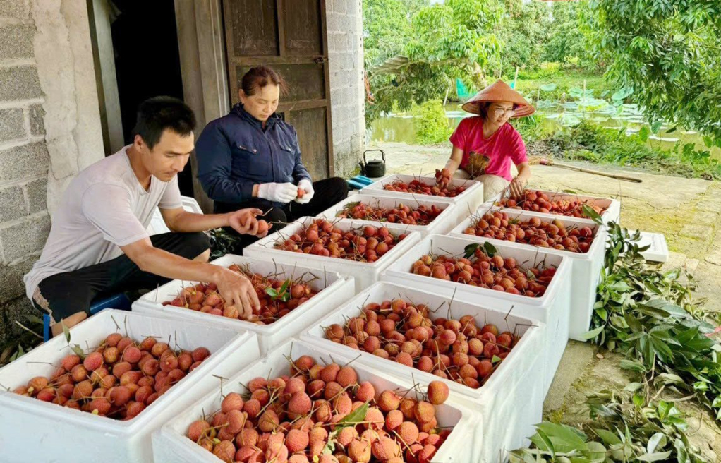   A completely successful lychee crop